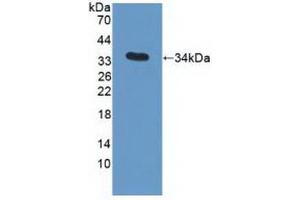Western blot analysis of recombinant Human APOC3. (APOC3 Antikörper  (AA 21-99))