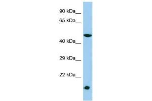 Host: Rabbit Target Name: MESDC1 Sample Type: HepG2 Whole Cell lysates Antibody Dilution: 1. (MESDC1 Antikörper  (N-Term))