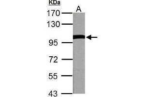 Western Blotting (WB) image for anti-Valosin Containing Protein (VCP) (C-Term) antibody (ABIN2854929)