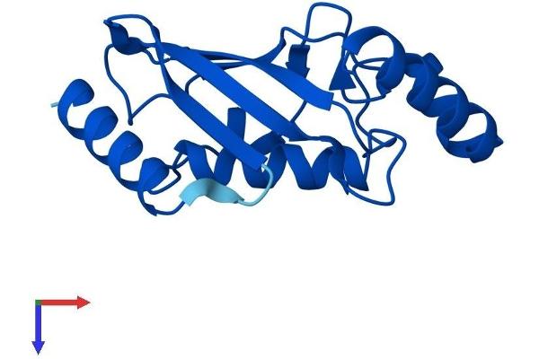 UBE2D2 Protein (AA 1-147) (His tag)
