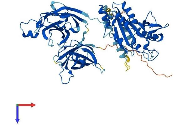 CPNE8 Protein (AA 1-564) (His tag)