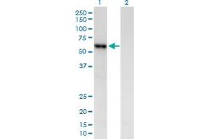 Western Blot analysis of AMY2B expression in transfected 293T cell line by AMY2B MaxPab polyclonal antibody. (AMY2B Antikörper  (AA 1-511))