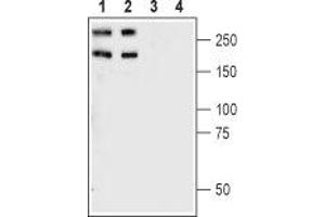 Western blot analysis of rat (lanes 1 and 3) and mouse (lanes 2 and 4) brain synaptosomal fractions: - 1,2. (Plexin A1 Antikörper  (Extracellular, N-Term))