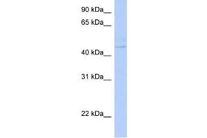 WB Suggested Anti-PSCD4 Antibody Titration: 0.
