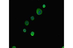 Immunofluorescence (IF) image for anti-ATP-Binding Cassette, Sub-Family G (WHITE), Member 8 (ABCG8) (AA 176-413) antibody (ABIN7144942)