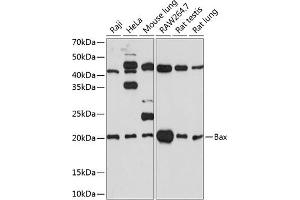 Western blot analysis of extracts of various cell lines, using Bax antibody (ABIN7265858) at 1:1000 dilution. (BAX Antikörper)
