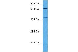 Host:  Mouse  Target Name:  KCNQ2  Sample Tissue:  Mouse Skeletal Muscle  Antibody Dilution:  1ug/ml (KCNQ2 Antikörper  (Middle Region))