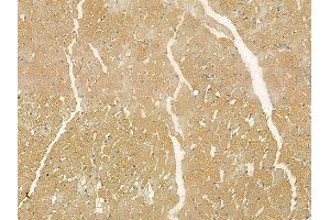 TIPRL Mouse Monoclonal Antibody at 1/100 staining rat heart tissue by IHC-P.