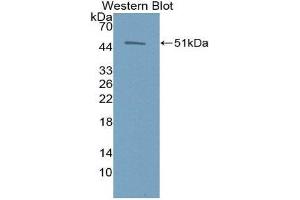 Western Blotting (WB) image for anti-Erythropoietin (EPO) (AA 28-193) antibody (ABIN3209696) (EPO Antikörper  (AA 28-193))
