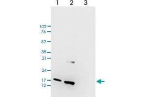 Western Blot (Cell lysate) analysis of (1) 25 ug whole cell extracts of HeLa cells, (2) 15 ug histone extracts of HeLa cells, and (3) 1 ug of recombinant histone H3. (HIST1H3A Antikörper  (meLys79))