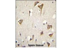 MYO6 Antibody (C-term ) (ABIN655513 and ABIN2845028) immunohistochemistry analysis in formalin fixed and paraffin embedded human brain tissue followed by peroxidase conjugation of the secondary antibody and DAB staining. (Myosin VI Antikörper  (C-Term))