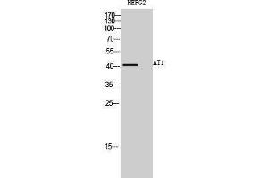 Western Blotting (WB) image for anti-Angiotensin II Receptor, Type 1a (AGTR1a) (Internal Region) antibody (ABIN3183405)