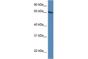 Western Blot showing Irf2bp1 antibody used at a concentration of 1. (IRF2BP1 Antikörper  (N-Term))
