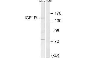 Western blot analysis of extracts from A549 cells, using Insulin Like Growth Factor 1 Receptor (IGF1R) antibody. (IGF1R Antikörper  (Tyr1346))