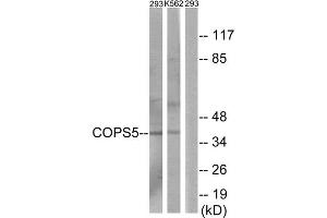 Western blot analysis of extracts from 293 cells and K562 cells, using COPS5 antibody. (COPS5 Antikörper  (Internal Region))