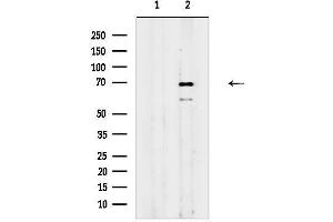 anti-Forkhead Box N1 (FOXN1) (N-Term) antibody