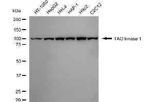 anti-TAO Kinase 1 (TAOK1) antibody