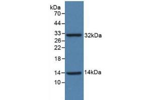 Western blot analysis of recombinant Human ISR. (Insulin Receptor Antikörper  (AA 1024-1298))