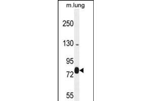 EXOC8 Antibody (Center) (ABIN654161 and ABIN2844025) western blot analysis in mouse lung tissue lysates (35 μg/lane). (EXOC8 Antikörper  (AA 360-389))