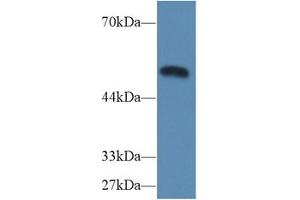 Western Blot; Sample: Mouse Heart lysate; Primary Ab: 2µg/ml Rabbit Anti-Mouse CASP9 Antibody Second Ab: 0. (Caspase 9 Antikörper  (AA 1-200))