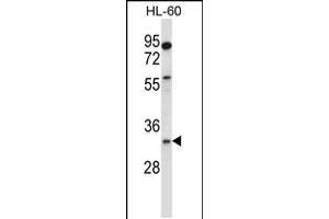 Western blot analysis in HL-60 cell line lysates (35ug/lane). (EGLN3 Antikörper  (C-Term))