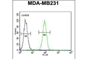 Fascin-3 Antibody (N-term) (ABIN390722 and ABIN2840998) flow cytometric analysis of MDA-M cells (right histogram) compared to a negative control cell (left histogram).