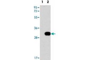 Western blot analysis of NEK7 (arrow) using NEK7 polyclonal antibody . (NEK7 Antikörper  (N-Term))