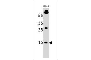Western Blot of HeLa cell lysate using SUMO1 Mouse Monoclonal Antibody (SM1/495) (SUMO1 Antikörper)