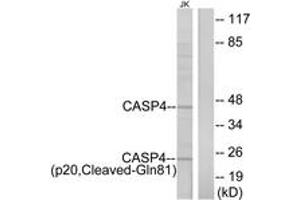 Western blot analysis of extracts from Jurkat cells, using Caspase 4 (p20,Cleaved-Gln81) Antibody. (Caspase 4 Antikörper  (Cleaved-Gln81))
