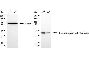 Western blotting analysis using phosphogluconate dehydrogenase antibody (ABIN7799807). (Rekombinanter PGD Antikörper)