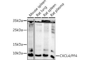 Western blot analysis of extracts of various cell lines, using CXCL4/PF4 antibody (ABIN7269400) at 1:500 dilution. (PF4 Antikörper)