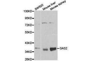 Western Blotting (WB) image for anti-Growth Arrest-Specific 2 (GAS2) antibody (ABIN1872778)