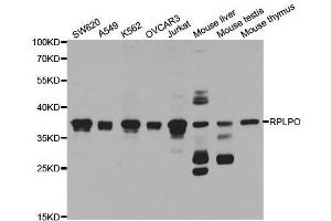 Western blot analysis of extracts of various cell lines, using RPLP0 antibody. (RPLP0 Antikörper  (AA 1-317))