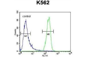 ATP8A2 Antibody (N-term) flow cytometric analysis of K562 cells (right histogram) compared to a negative control cell (left histogram). (ATP8A2 Antikörper  (N-Term))
