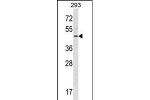 RNF41 Antibody (C-term) (ABIN1536950 and ABIN2850029) western blot analysis in 293 cell line lysates (35 μg/lane).