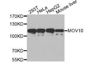 Western blot analysis of extracts of various cell lines, using MOV10 antibody. (MOV10 Antikörper  (AA 1-310))