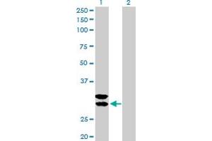 Western Blot analysis of TPSAB1 expression in transfected 293T cell line by TPSAB1 MaxPab polyclonal antibody.