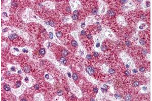 Human Liver (formalin-fixed, paraffin-embedded) stained with TNFRSF11B antibody ABIN296455 at 5 ug/ml followed by biotinylated anti-mouse IgG secondary antibody ABIN481714, alkaline phosphatase-streptavidin and chromogen. (Osteoprotegerin Antikörper  (AA 20-37))