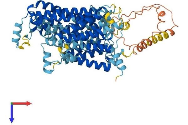 SLC7A2 Protein (AA 1-657) (His tag)