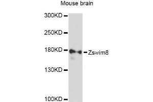 Western blot analysis of extracts of mouse brain, using Zswim8 Antibody (ABIN5999224) at 1:3000 dilution.