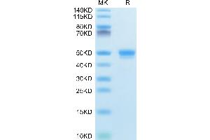 Mouse CD48/SLAMF2 on Tris-Bis PAGE under reduced condition. (CD48 Protein (CD48) (AA 23-216) (Fc Tag))