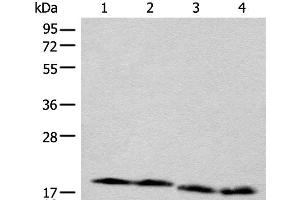 Western blot analysis of TM4 Jurkat NIH/3T3 and RAW264.
