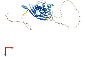 LIM Domain Binding 2 Protein Protein (AA 1-373) (His tag)