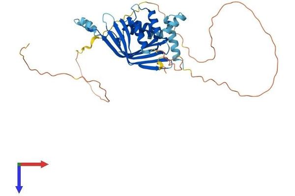 LIM Domain Binding 2 Protein Protein (AA 1-373) (His tag)