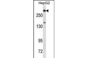 Western Blotting (WB) image for anti-Dicer 1, Ribonuclease Type III (DICER1) (AA 879-908) antibody (ABIN1539832)