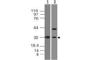 Image no. 1 for anti-FBJ Murine Osteosarcoma Viral Oncogene Homolog B (FOSB) (AA 2-197) antibody (ABIN5027208) (FOSB Antikörper  (AA 2-197))