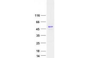Western Blotting (WB) image for Nuclear Casein Kinase and Cyclin-Dependent Kinase Substrate 1 (NUCKS1) protein (Myc-DYKDDDDK Tag) (ABIN2727695)