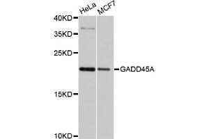 Western blot analysis of extracts of various cell lines, using GADD45A antibody (ABIN4903730) at 1:1000 dilution. (GADD45A Antikörper)