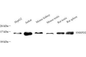 Western blot analysis of SNRPD2 (ABIN7075634) at dilution of 1: 1000 (SNRPD2 Antikörper)