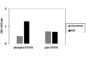 A431 cells were treated or untreated with EGF. (STAT6 ELISA Kit)